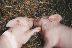 two hogs & a kiss