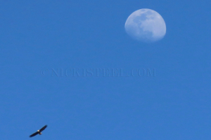 eagle and moon