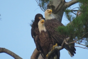 eagle family