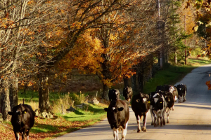 Vermont-Rush-Hour