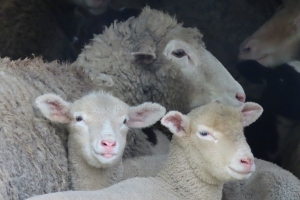 family portrait