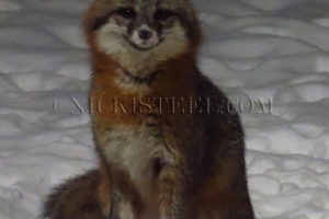 foxy lady