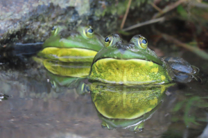 froggy went a courtin