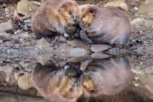 nose-to-nose