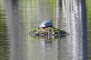 painted-turtle
