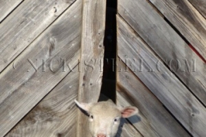 peek-a-boo