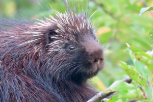 porcupine