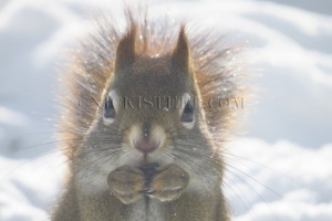 squirreling away
