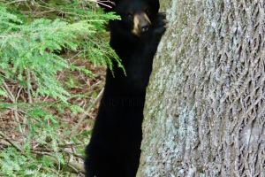 tree-hugger