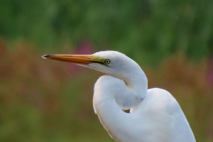 great egret