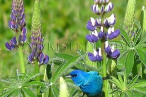 indigo bunting & lupine