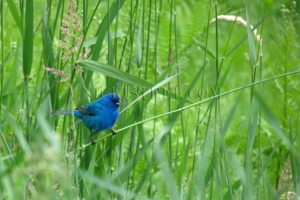 indigo bunting in grass