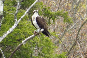 osprey with fish