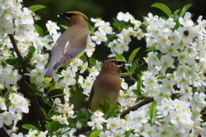 cedar waxwings