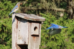 bluebird pair