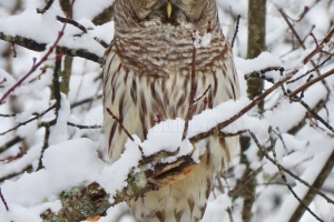 barred owl in snow