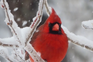 cardinal in snow