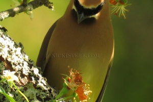 cedar waxwing