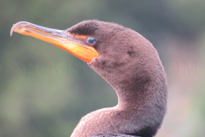 cormorant