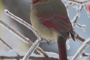 female cardinal
