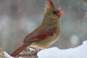female cardinal