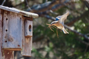 female flying in