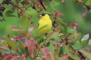goldfinch