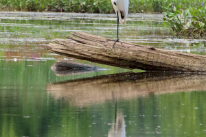 great egret