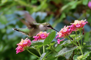 humming along