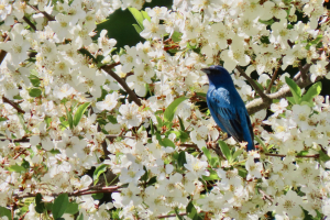 indigo bunting