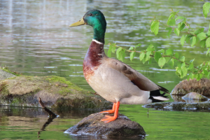 mallard on the rock