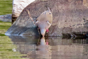 mourning dove sipping