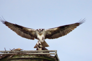 osprey-mating-2