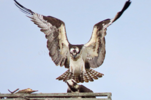 osprey mating