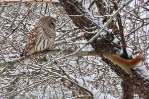 owl meets squirrel