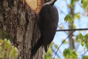 piliated woodpecker