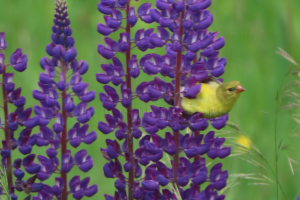 purple & goldfinch