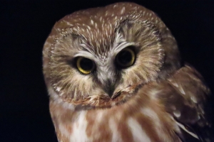 saw whet owl