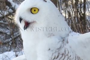 snowy owl