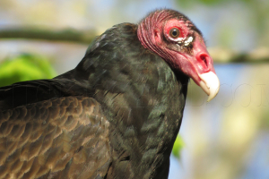 turkey-vulture