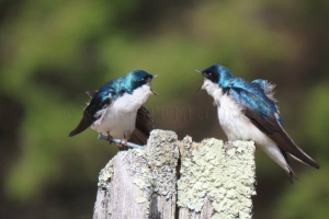 two swallows yelling