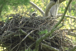eaglets-3 to 4 weeks