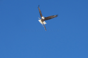 flying-with-stick
