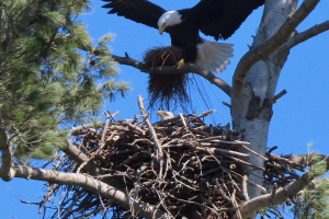 grass for the nest