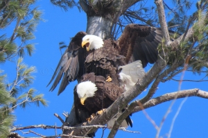 mating