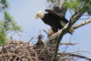 parent