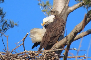 preening