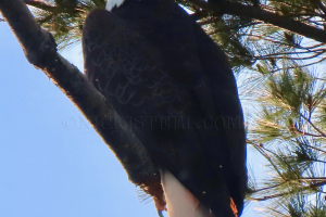 regal eagle
