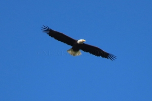 soaring