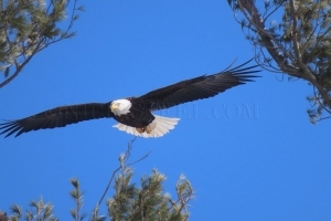 soaring